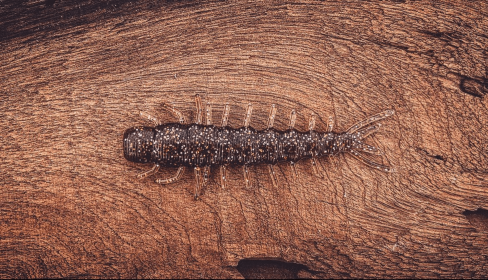 Benedict (Saltwater) (Color: Pine Tree Shilling (Golden Shiner), size: 4")